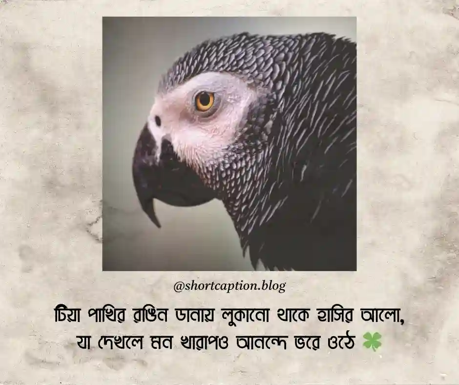 টিয়া পাখি নিয়ে ক্যাপশন